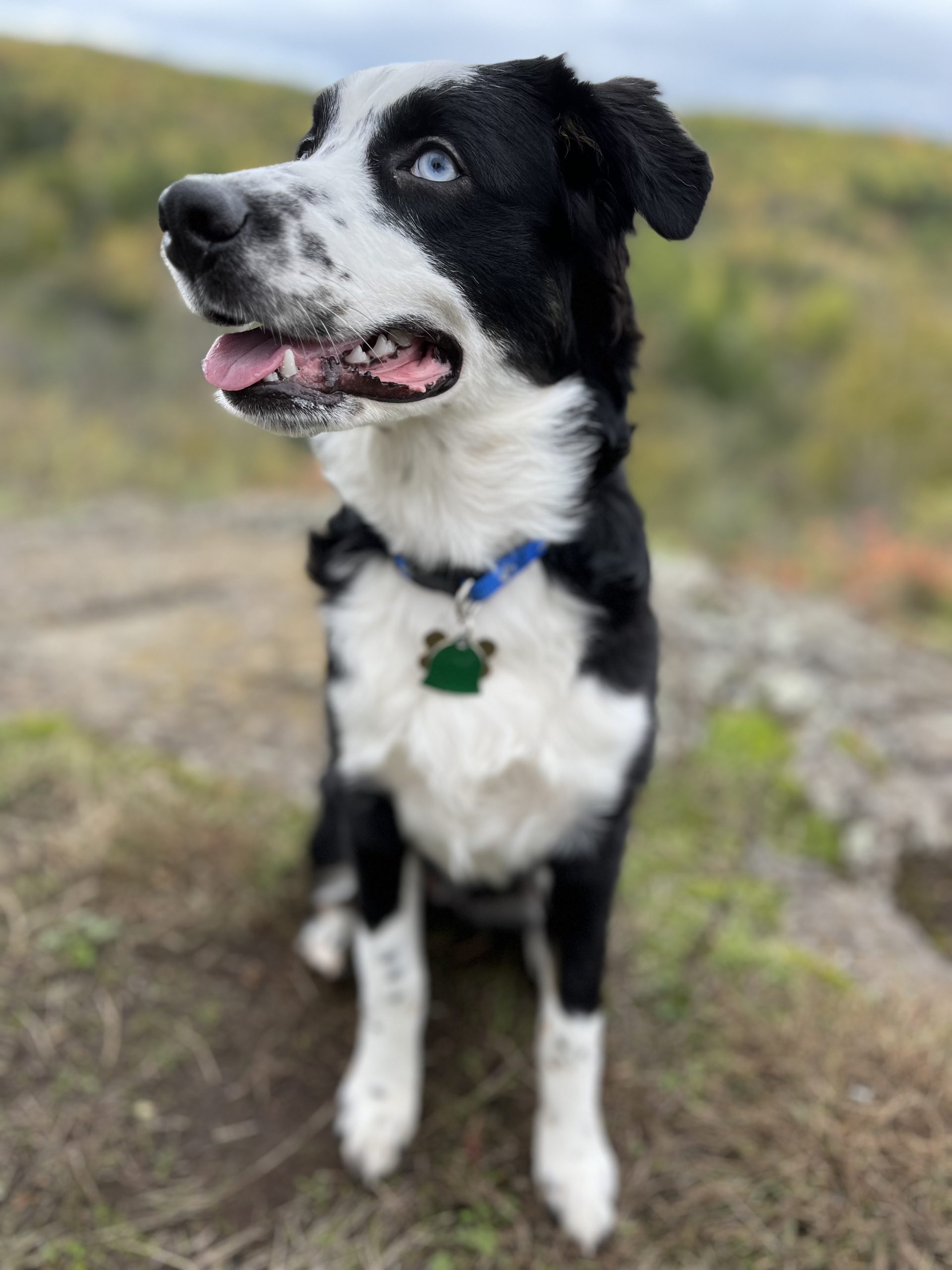 A photo of the model: Nova