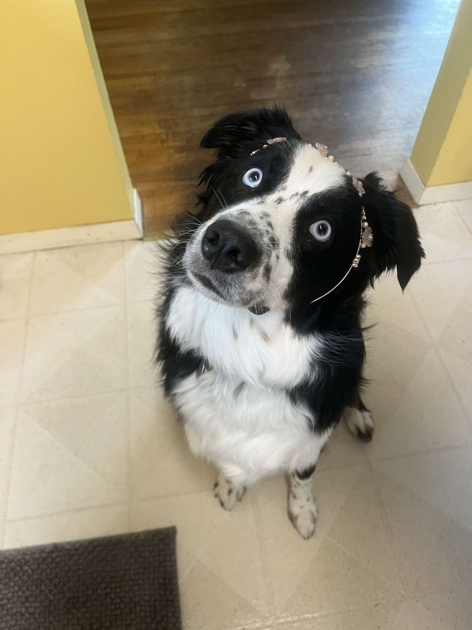 Nova with a princess crown on