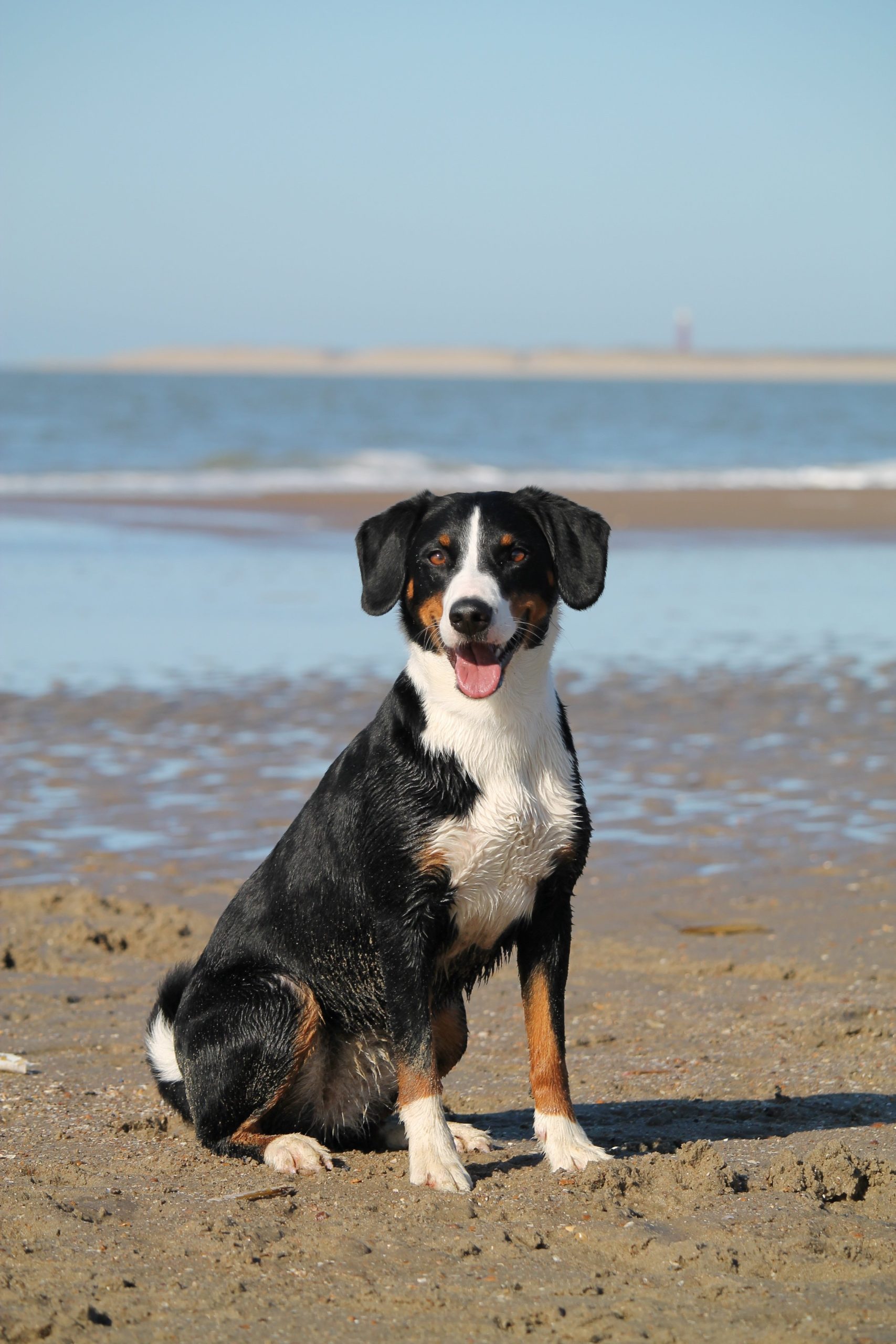 Dog sitting on the beach